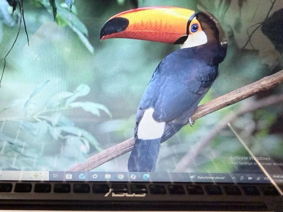 ASUS Vivobook X202E Computers 500GB 4GB Used - Good